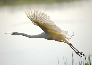 Great Egret in Flight