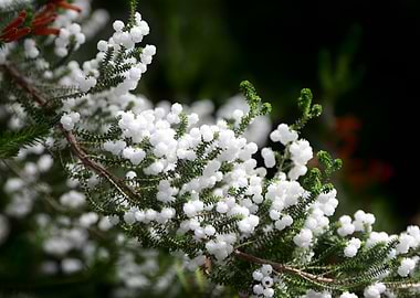 White Flowers on Green Branch