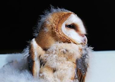 Young Barn Owl Portrait