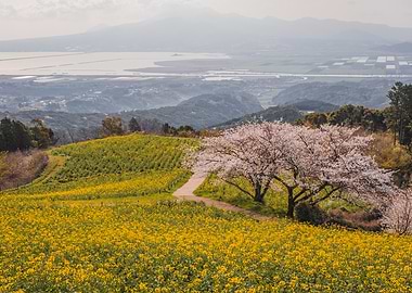 Cherry Blossom Tree in Kyushu, Japan
