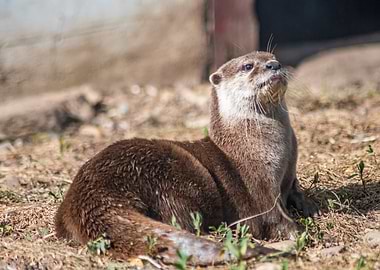 Resting Otter Portrait