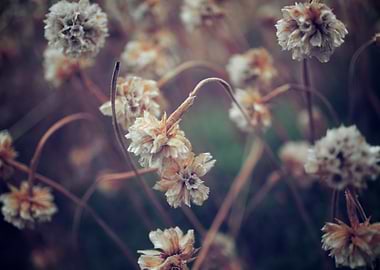 Dried Flowers Close-Up