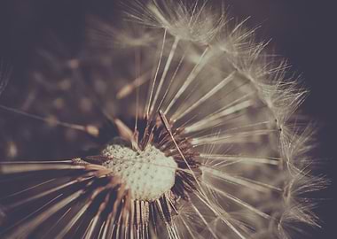 Close-up Dandelion Seed Head