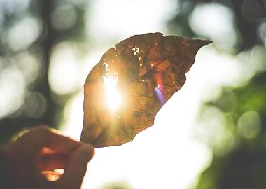 Sunlit Leaf in Hand