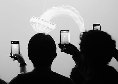 Jellyfish Photography in Black and White