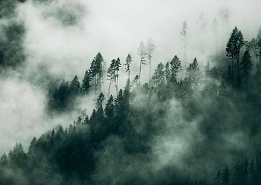 Misty Forest Landscape