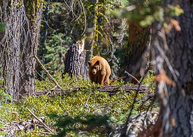Brown Bear in Forest