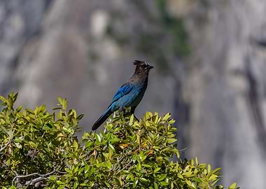 Steller's Jay on Bush