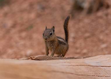 Alert Chipmunk on Log