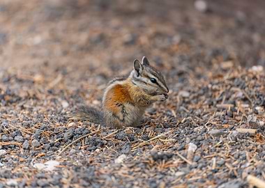 Chipmunk Eating on Gravelly Ground
