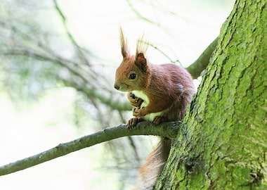 Squirrel perched on a tree branch
