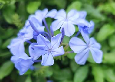 Blue Plumbago Flowers