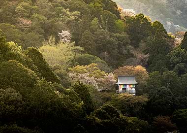 Japanese Temple in Lush Green Forest