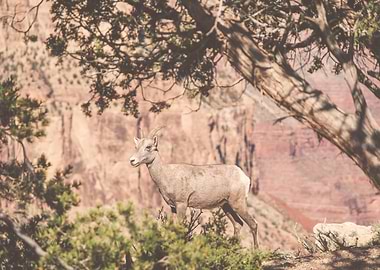 Grand Canyon, USA I Bighorn sheep nature portrait in soft pastel light canyon cliffs in background for a wild and authentic outdoor photography in Arizona’s rugged natural desert mountain landscape