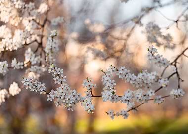 White Blossoms on Tree Branch