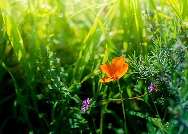 Orange Poppy Wildflower