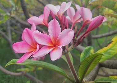 Pink Plumeria Flowers Close-Up