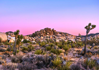 Joshua Tree National Park at Sunset