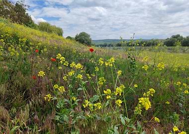 Blooming riverside in May