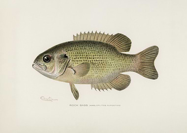 Rock Bass Illustration