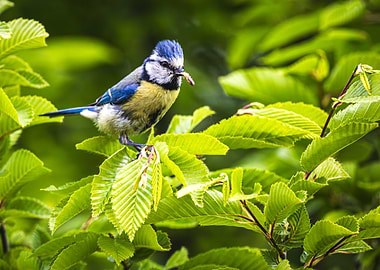 Blue Tit Bird with Worm