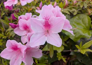 Pink Azalea Flowers