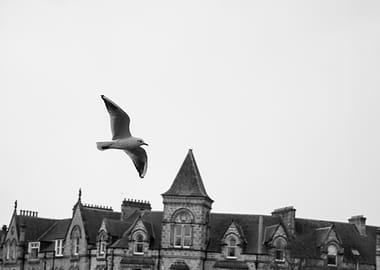 Seagull in Flight