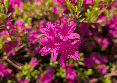 Vibrant Pink Azalea Blossom Close-Up