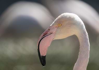 Flamingo Portrait
