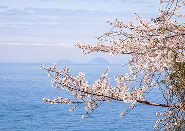 Cherry Blossoms by the sea in Shikoku, Japan
