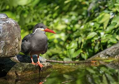 Inca Tern Bird Portrait