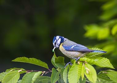 Eurasian Blue Tit with Green Worm