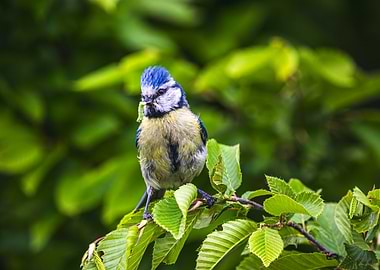 Blue Tit Bird on Branch