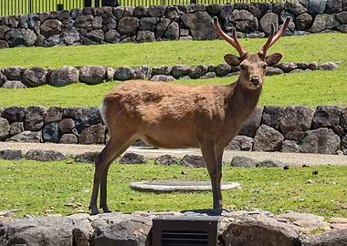 Nara Deer