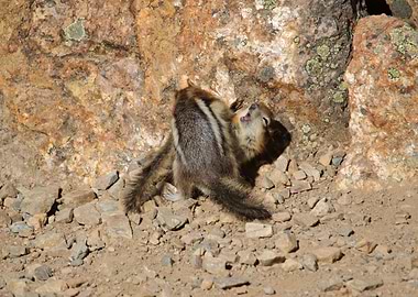 Chipmunk playing