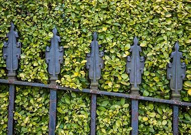 Iron Fence