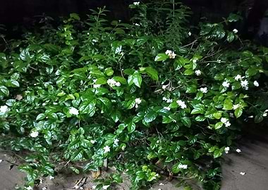 Jasmine Bush with White Flowers