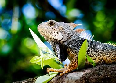 Green Iguana on a Branch