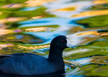 American Coot Swimming in Water