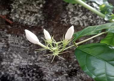 Jasmine buds close-up