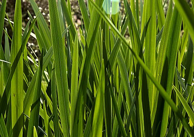 Lush Green Grass Blades