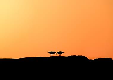 Birds at Sunset Silhouette