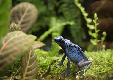 Blue Poison Dart Frog