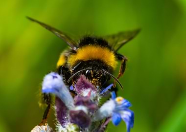Bumblebee on Flower