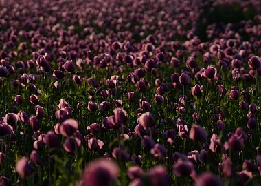 Field of Purple Poppies