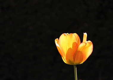 Orange Tulip