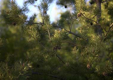 Pine Tree Branches and Cones