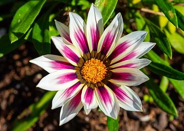 Striking White and Purple Gazania Flower