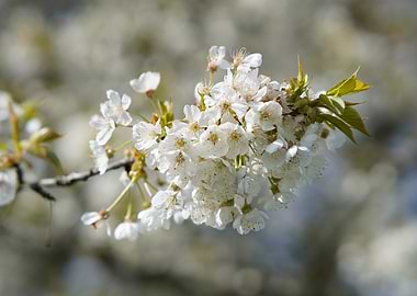 White Cherry Blossoms in Bloom