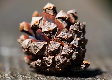 Pine Cone Close-Up
